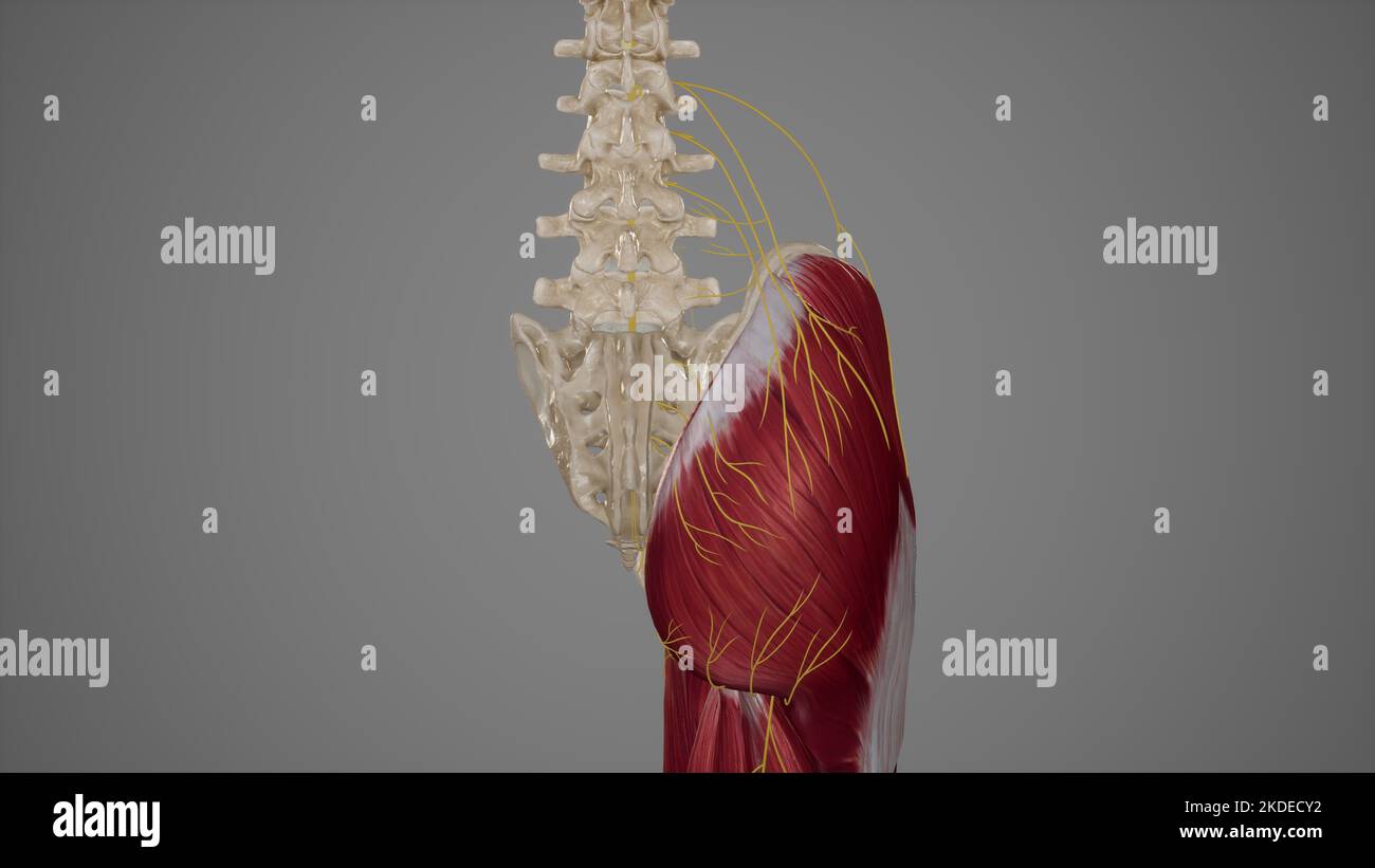 Superficial Nerves of Gluteal Region Stock Photo