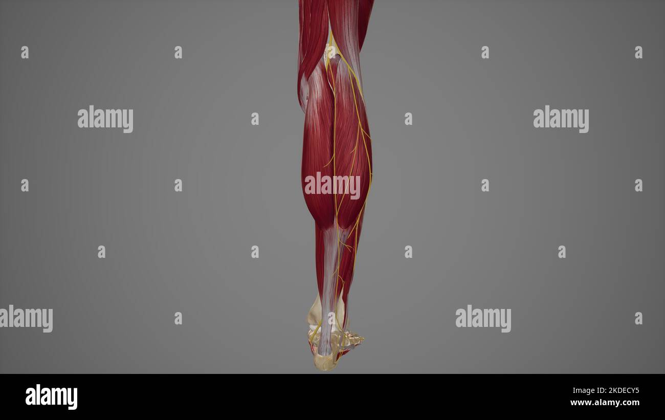 Anatomical Illustration of Sural Nerves Stock Photo