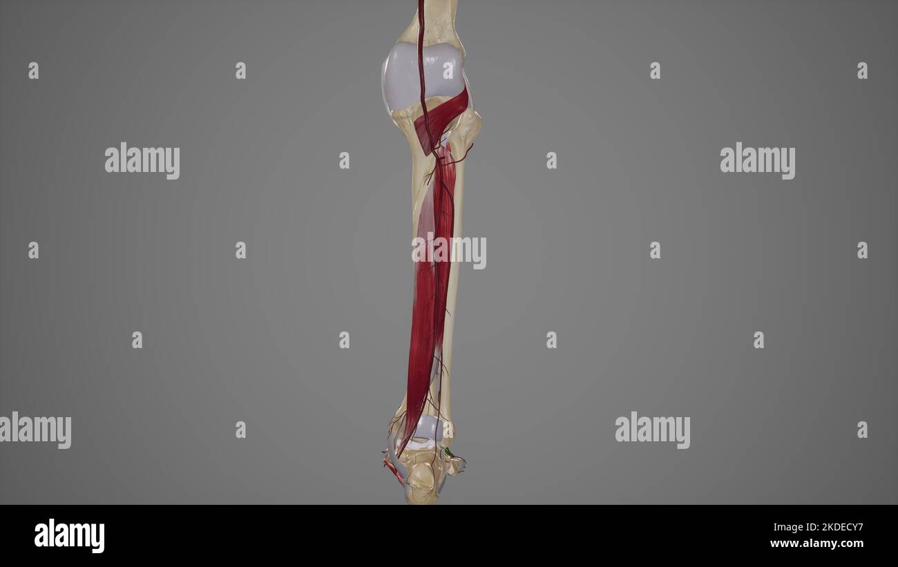 Anatomical Illustration of Tibial Arteries Stock Photo