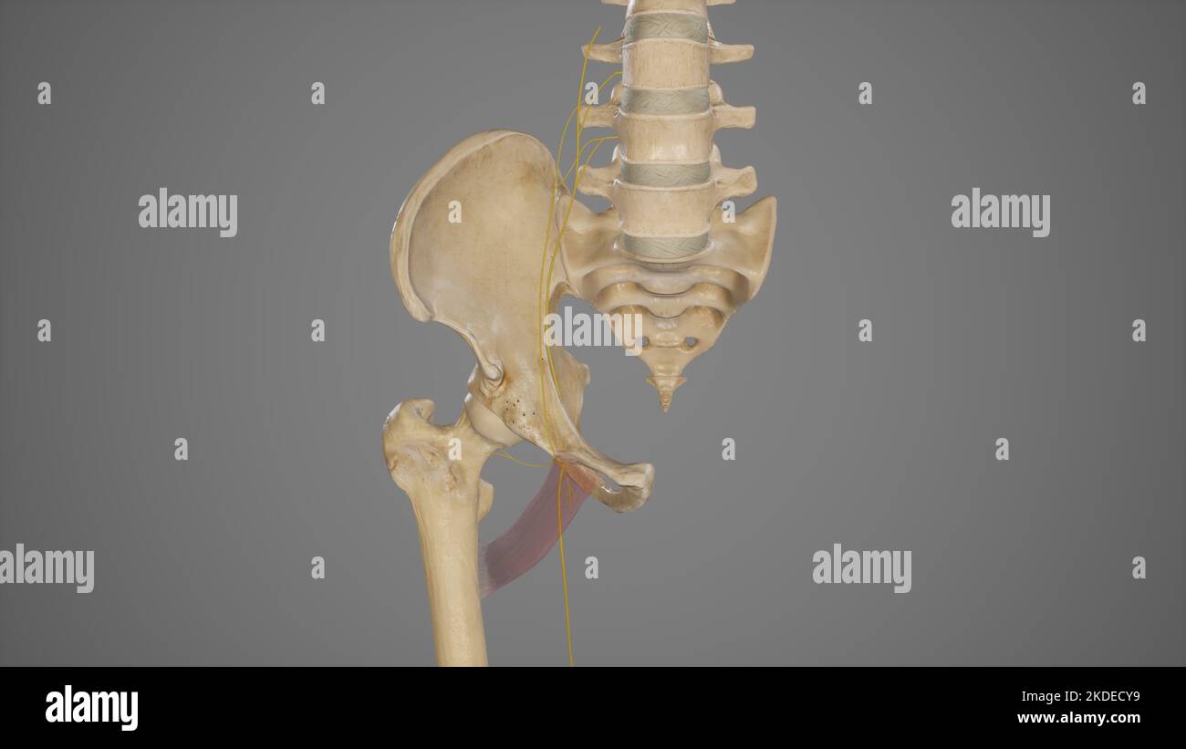 Posterior branch of the obturator nerve hires stock photography and