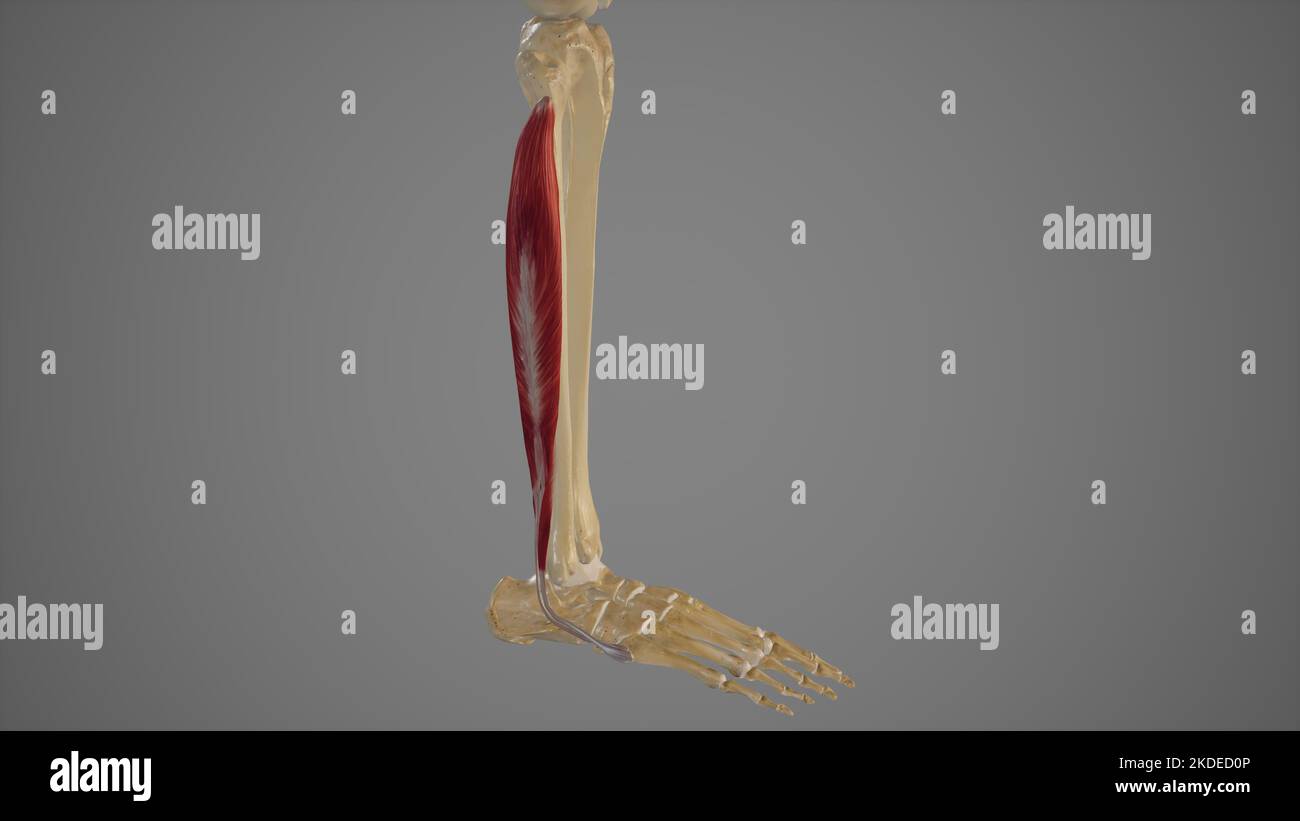 Lateral Muscles of Lower Leg Stock Photo