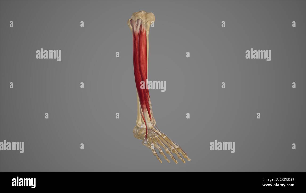 Medical Illustration of Anterior Muscles of Lower Leg Stock Photo
