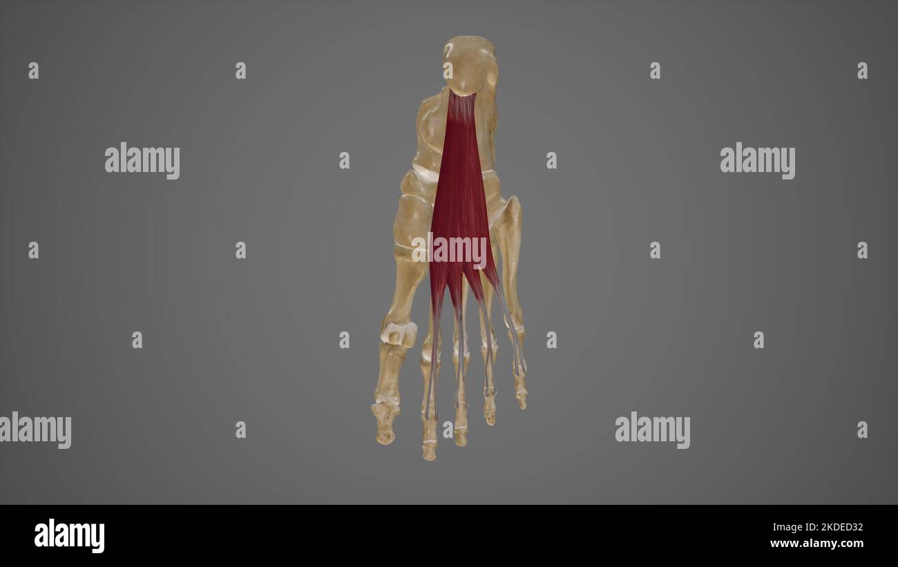 Medical Illustration of Flexor Digitorum Brevis Stock Photo - Alamy