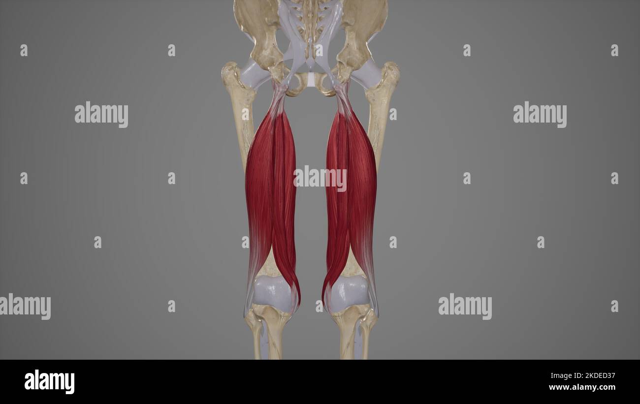 Muscles Of Posterior Compartment Of The Thigh Hi-res Stock Photography ...