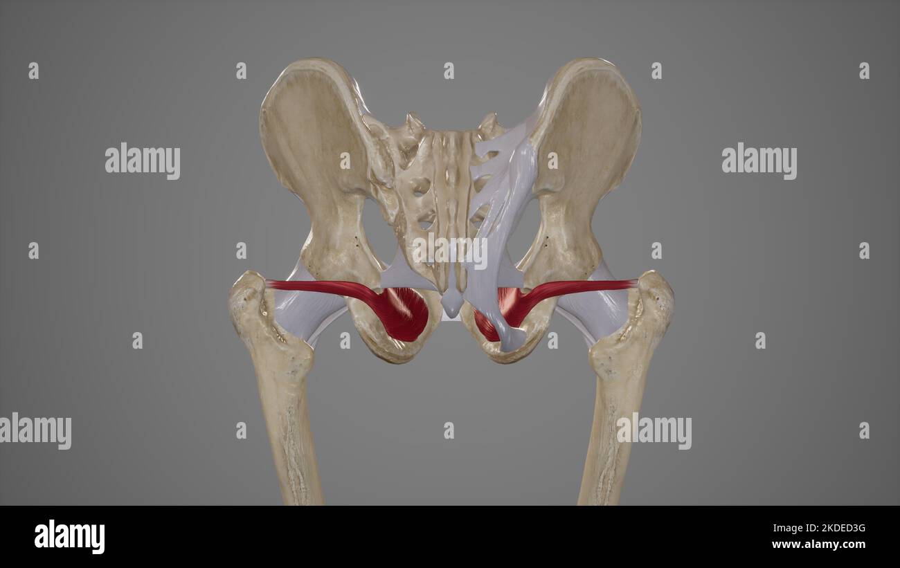 Medical Illustration of Obturator Internus Muscle Stock Photo Alamy