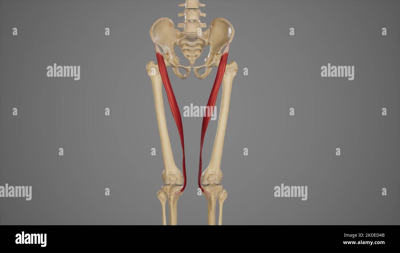 Medical Illustration of Sartorius Muscle Stock Photo Alamy