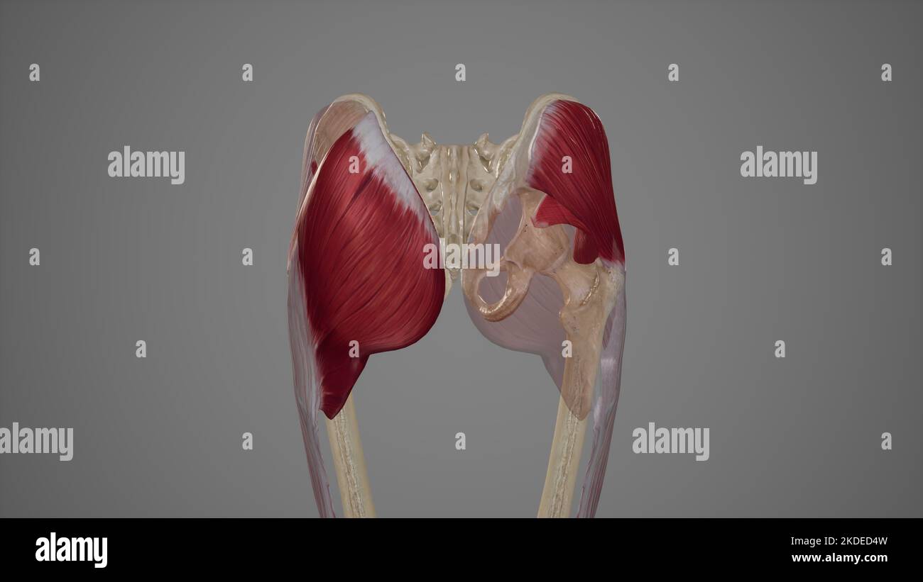 Superficial Muscles of the Gluteal Region Stock Photo