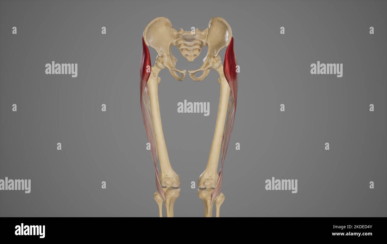 Illustration of the tensor fascia lata muscles Stock Photo - Alamy