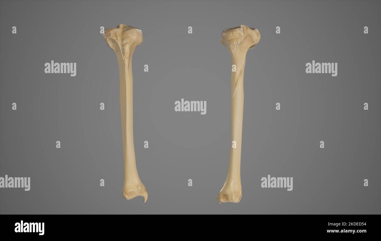 Anterior and Posterior View of Tibia Stock Photo