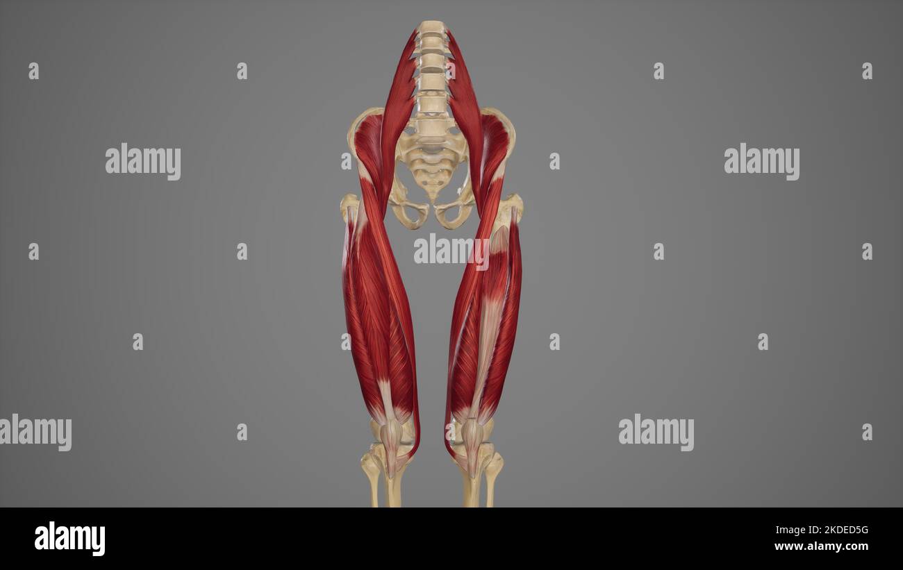  Nerve to vastus medialis hi-res stock photography and images - Alamy