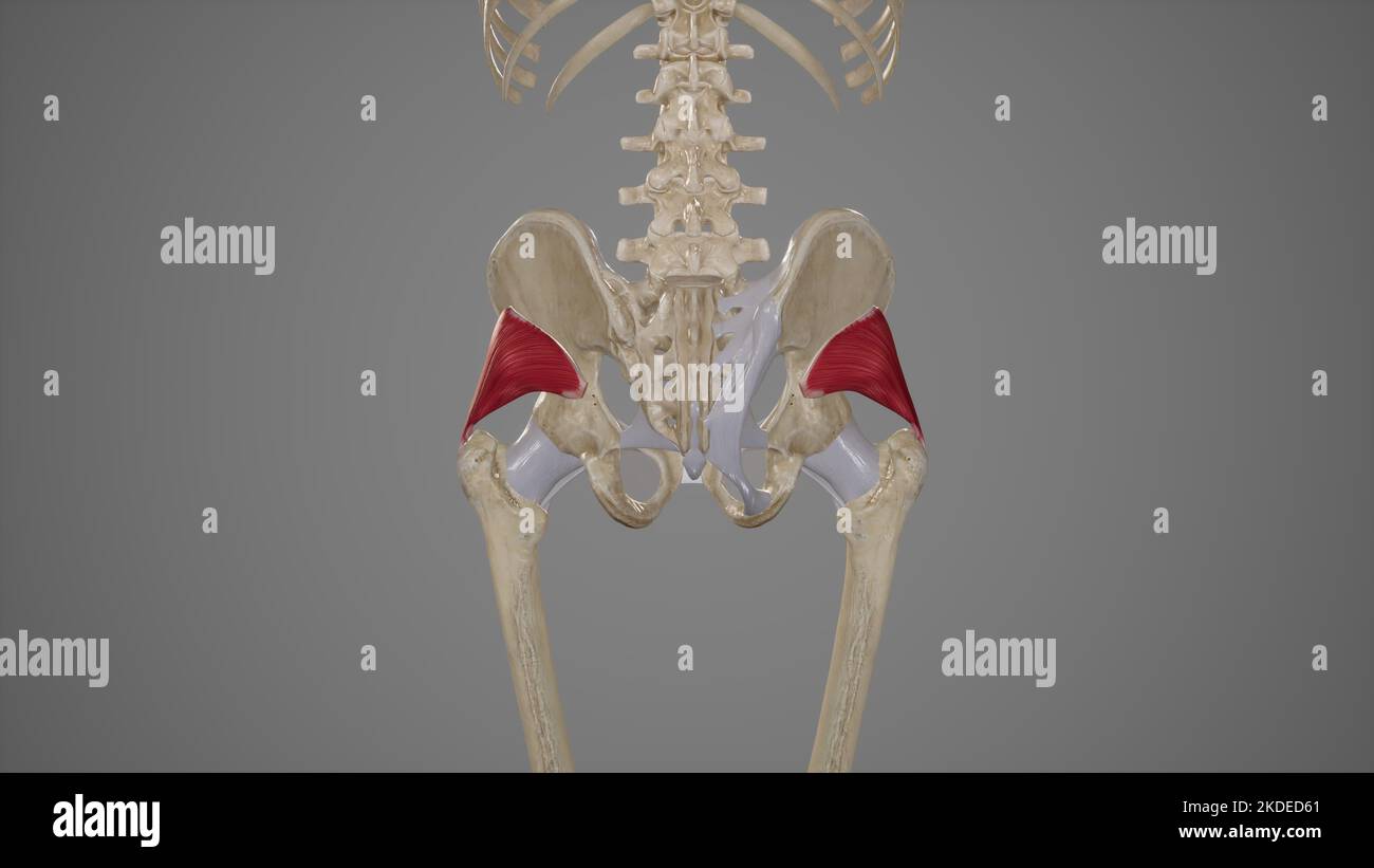 Medical Illustration of Gluteus Minimus Muscle Stock Photo