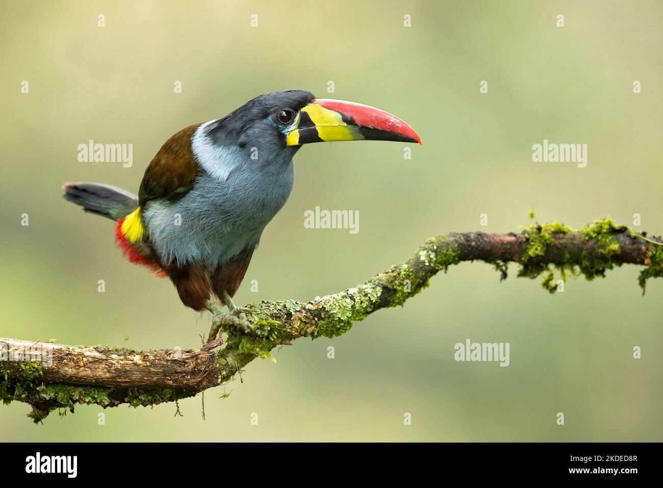 Grey-breasted mountain toucan Stock Photo