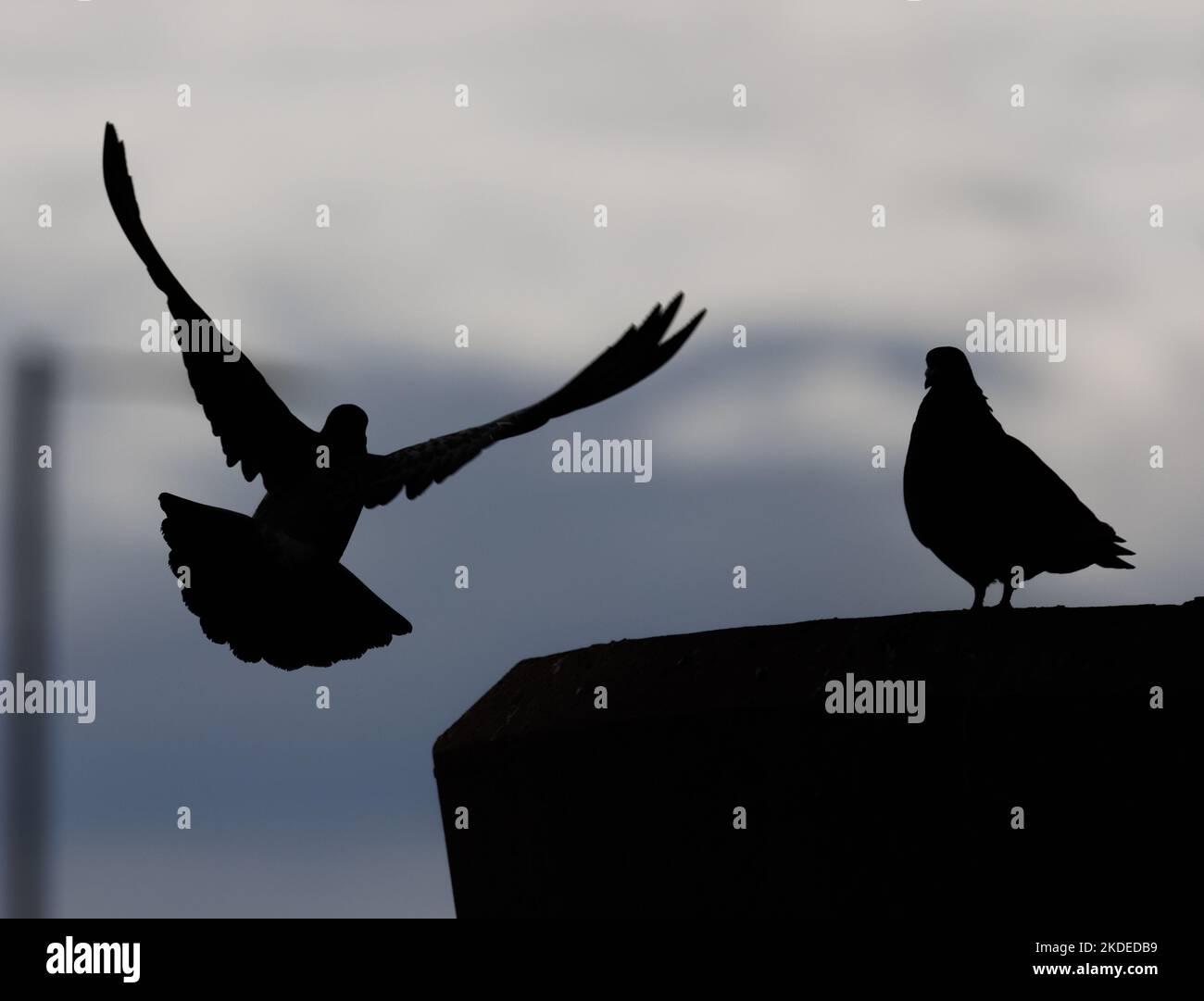 Silhouette of pigeons, one in flight in urban setting Stock Photo