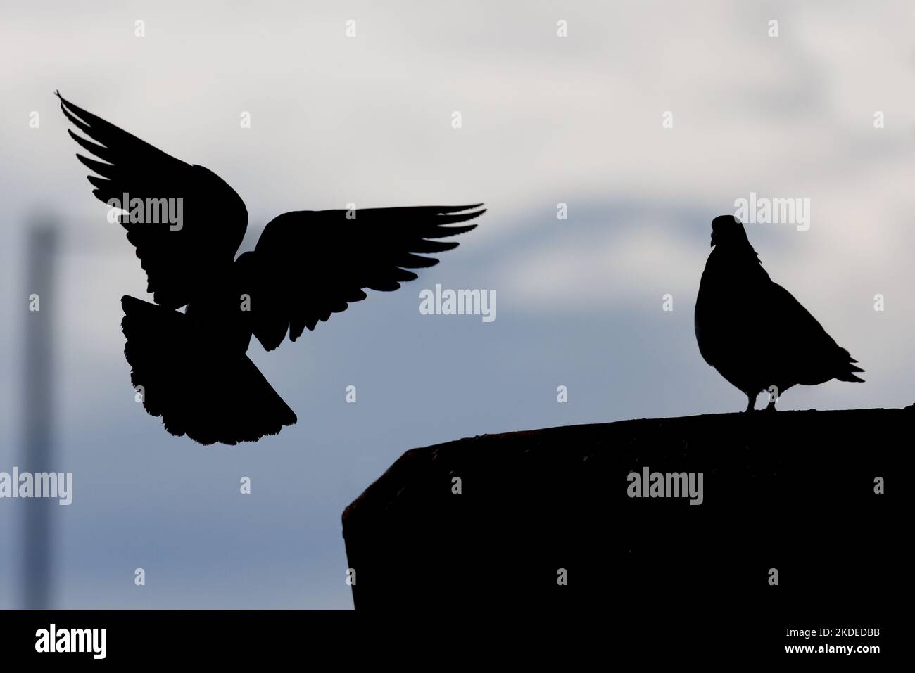 Silhouette of pigeons, one in flight in urban setting Stock Photo