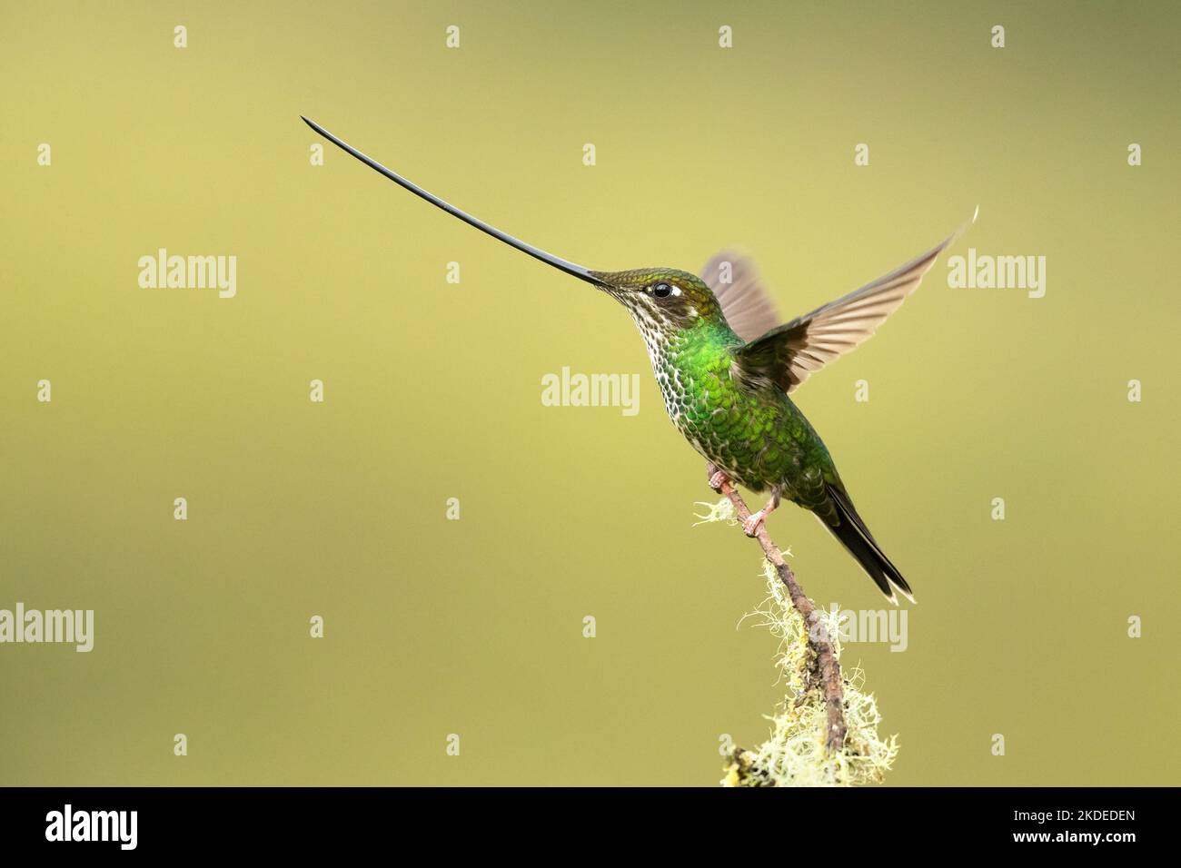 Sword-billed hummingbird Stock Photo