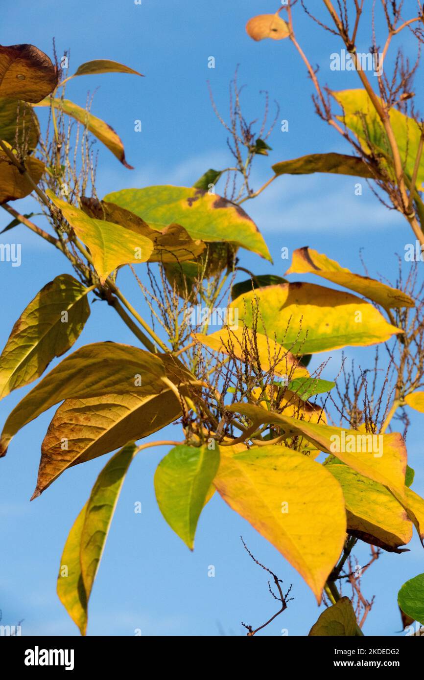 Autumn, Fallopia japonica, Japanese Knotweed, Plant, Leaves, Stem Stock Photo