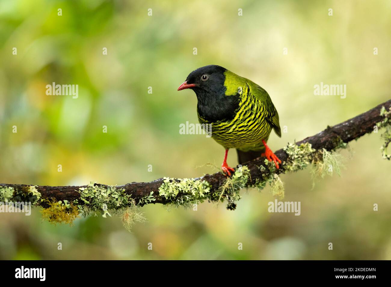 Barred fruiteater Stock Photo