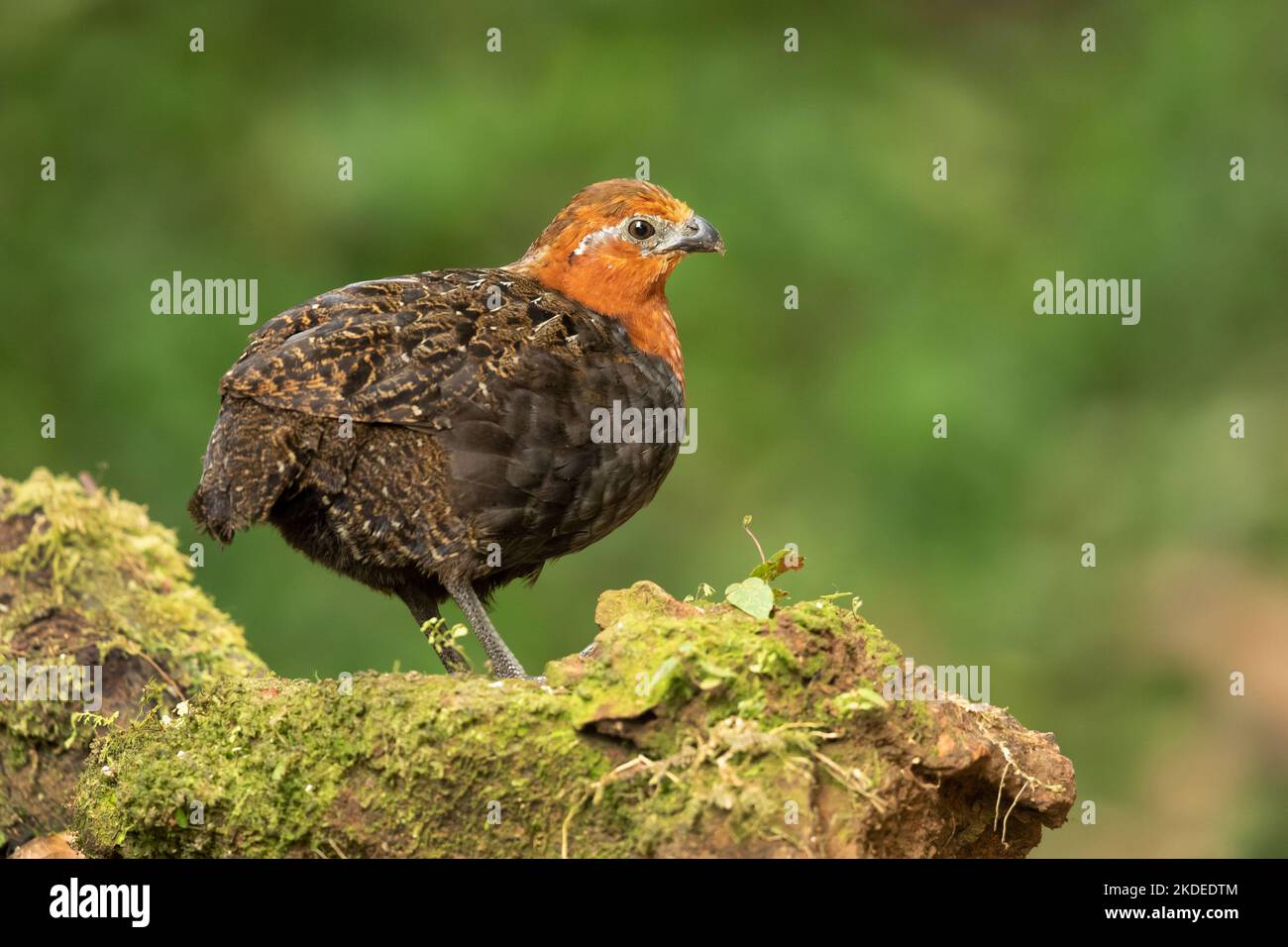 Chestnut level hi-res stock photography and images - Alamy