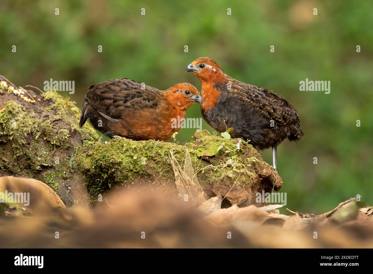 Chestnut wood quail Stock Photo