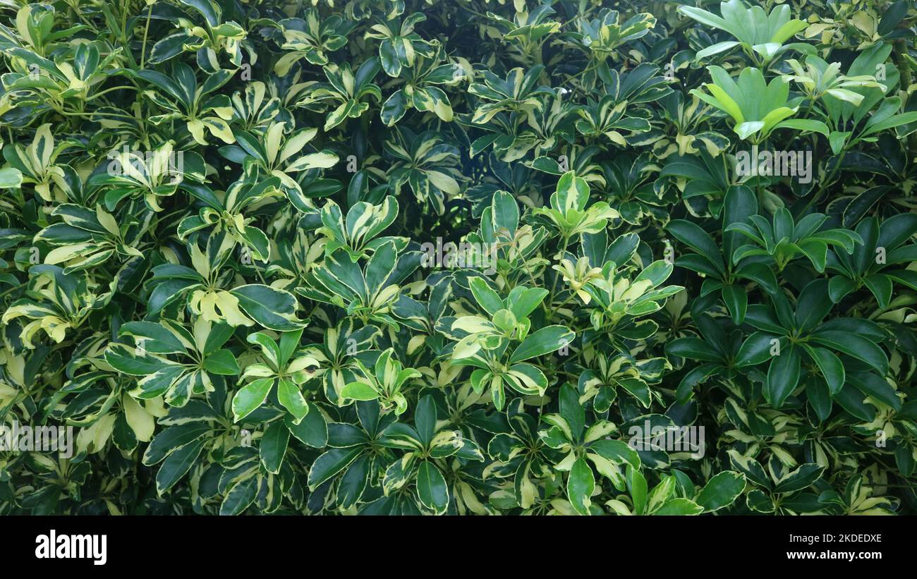 beautiful Schefflera arboricola plant as background Stock Photo