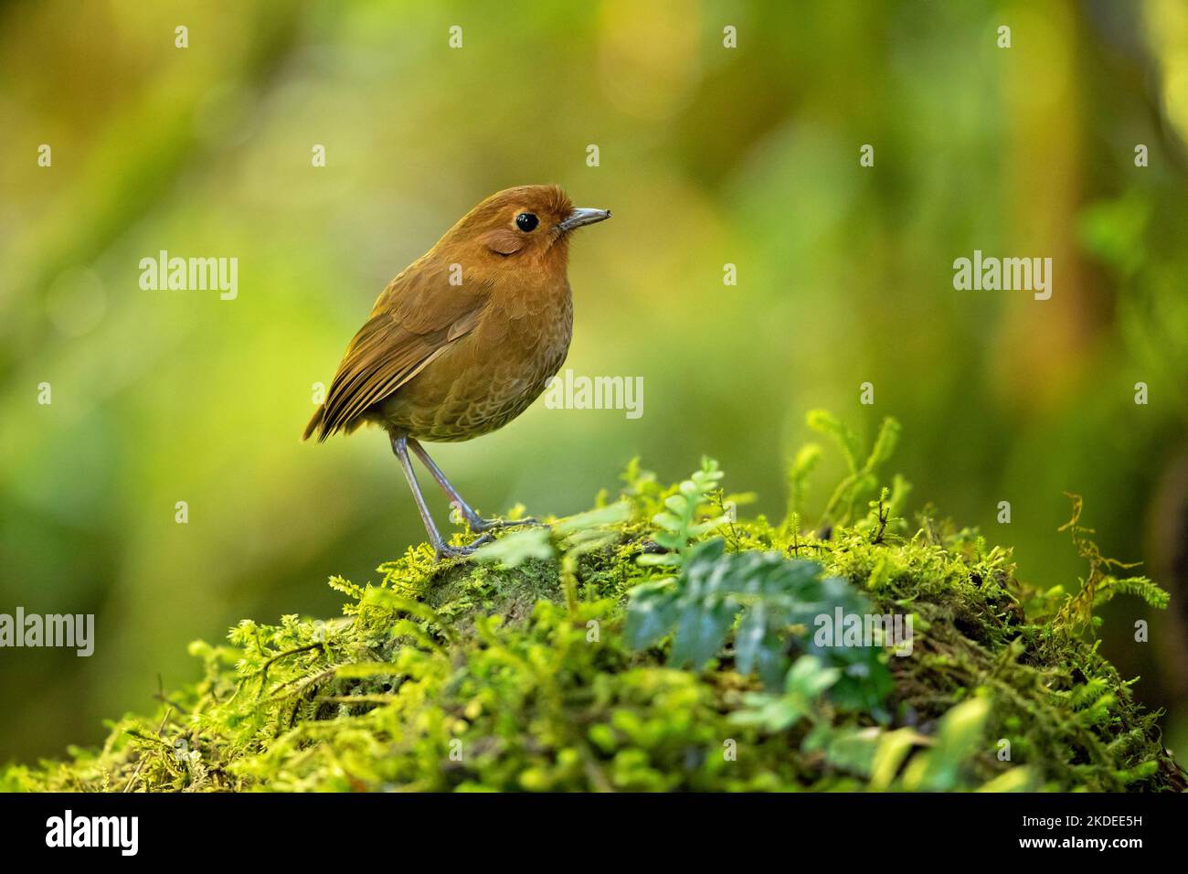 Brown-banded antpitta Stock Photo