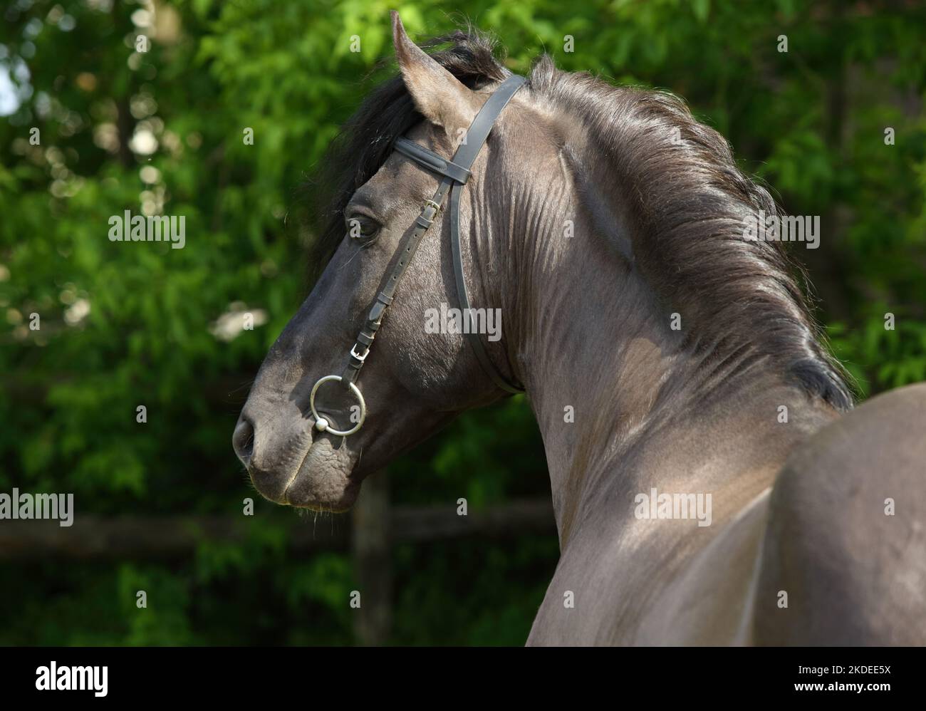 Heavy draught horse walks in the paddock in evening down Stock Photo