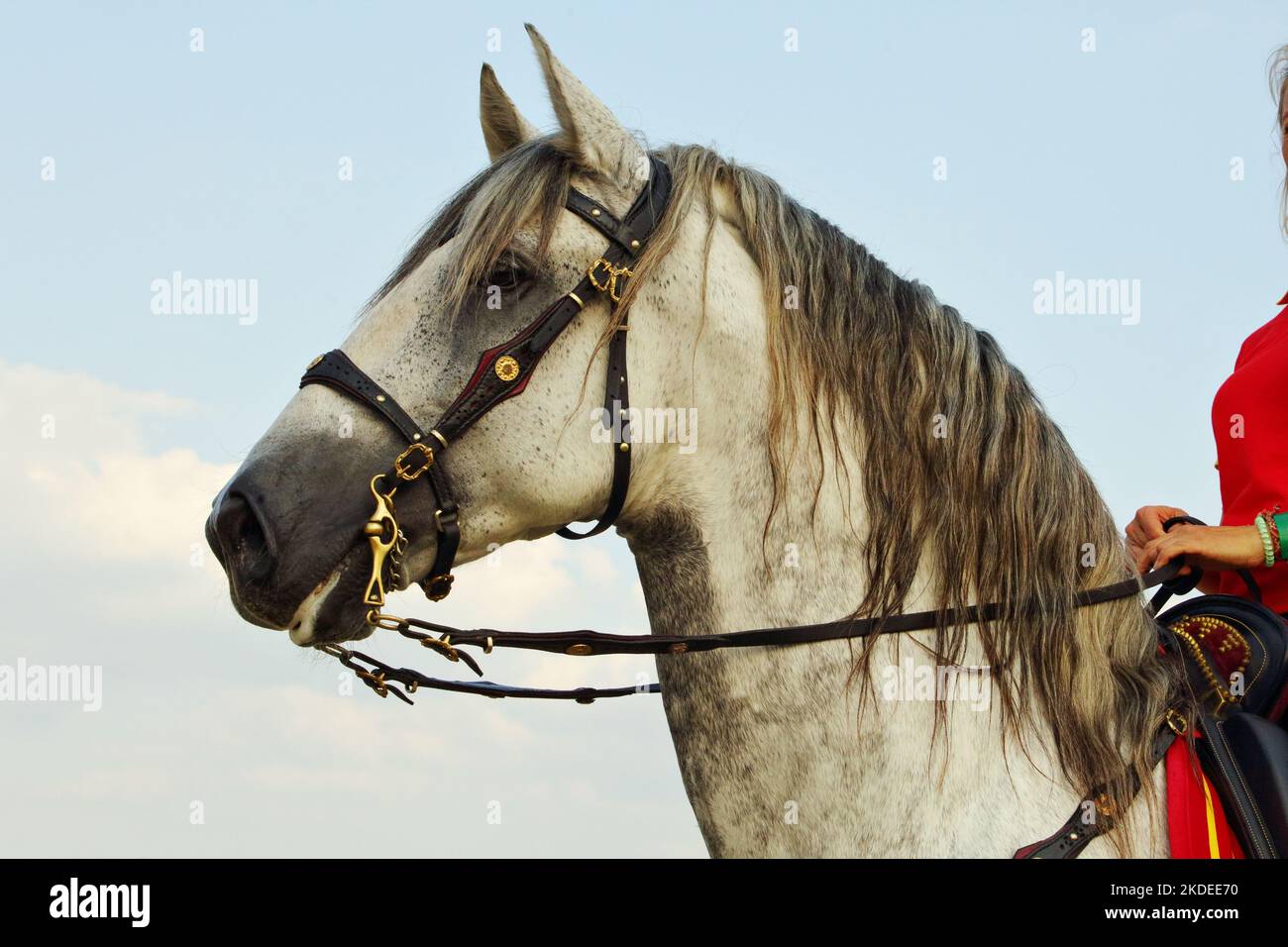 Portrait of a andalusian PRE stallion on sky  background Stock Photo