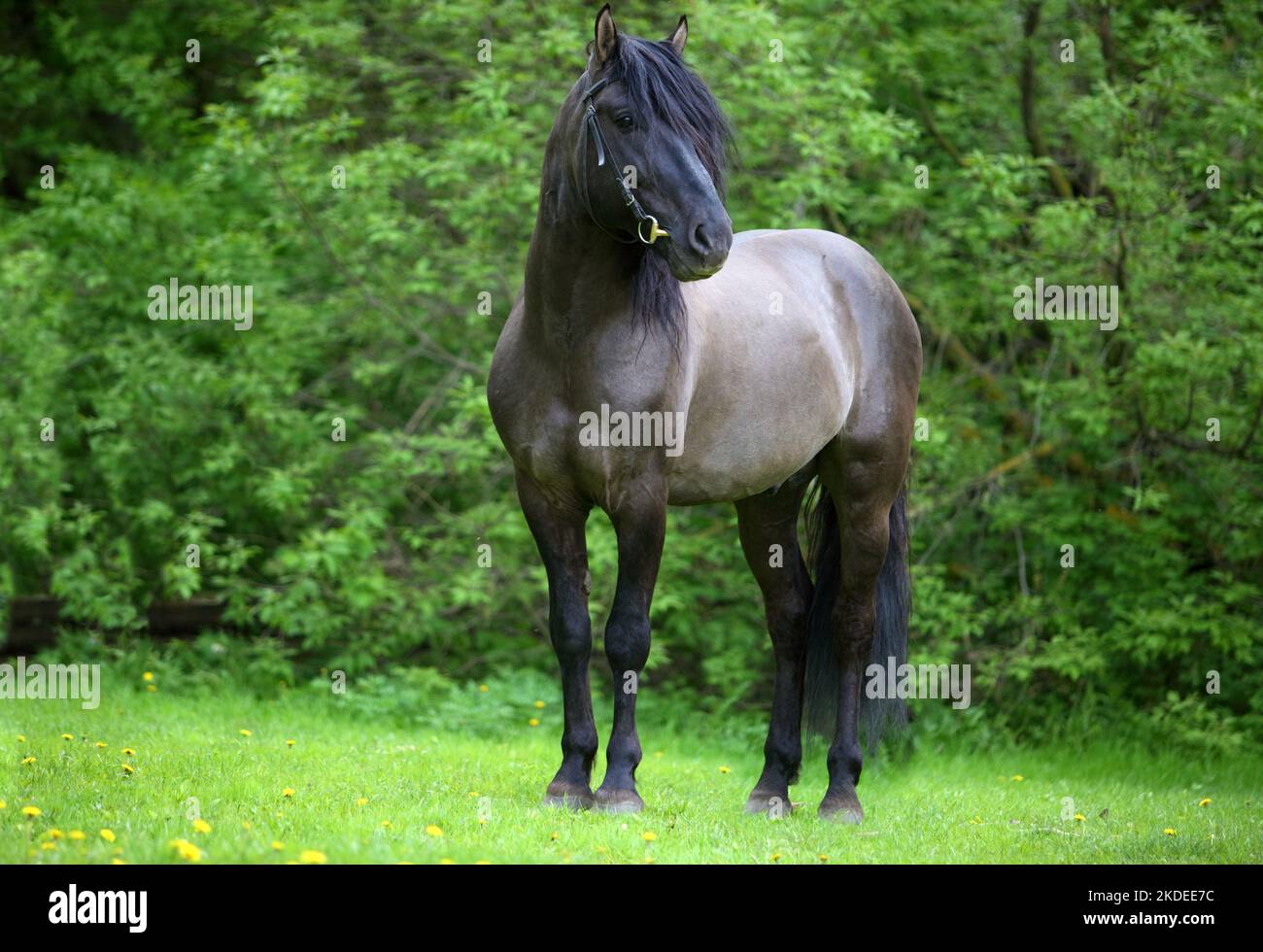 Heavy draught horse walks in the paddock in evening down Stock Photo