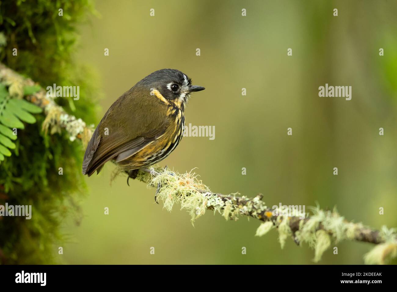 Crescent-faced antpitta Stock Photo