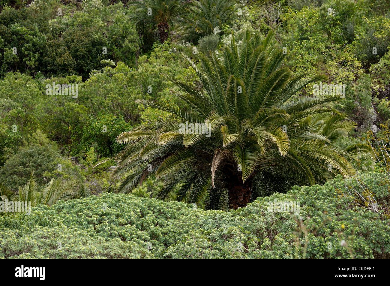 Jardín Canario botanical gardens on Gran Canaria Stock Photo