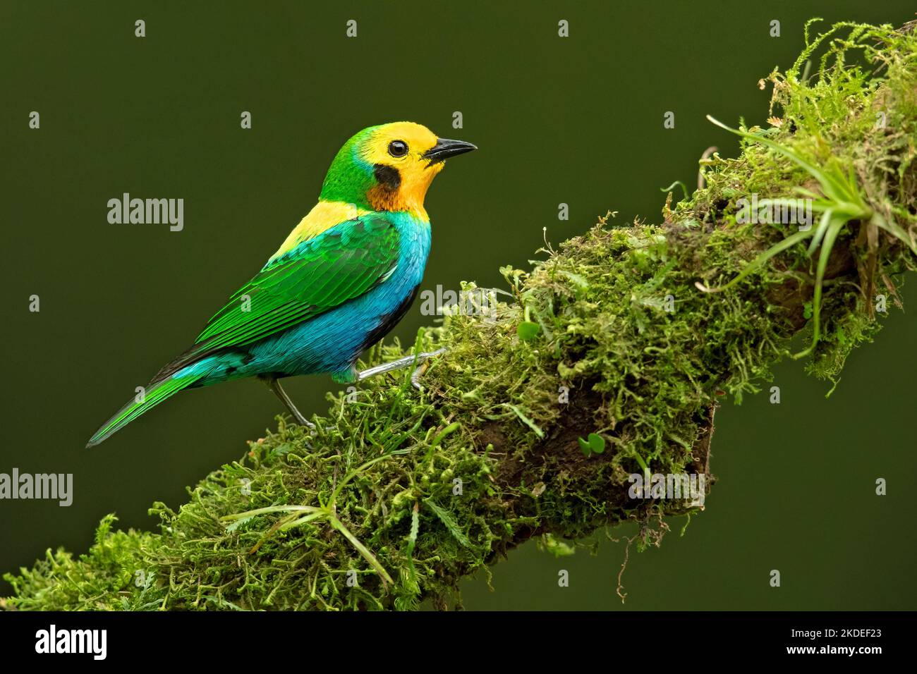 Multicolored tanager Stock Photo