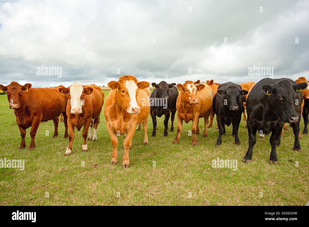 Close up of a a fine mixed herd of cows in a summer pasture, alert and looking to the right. North Yorkshire, UK. Horizontal.  Copy space Stock Photo
