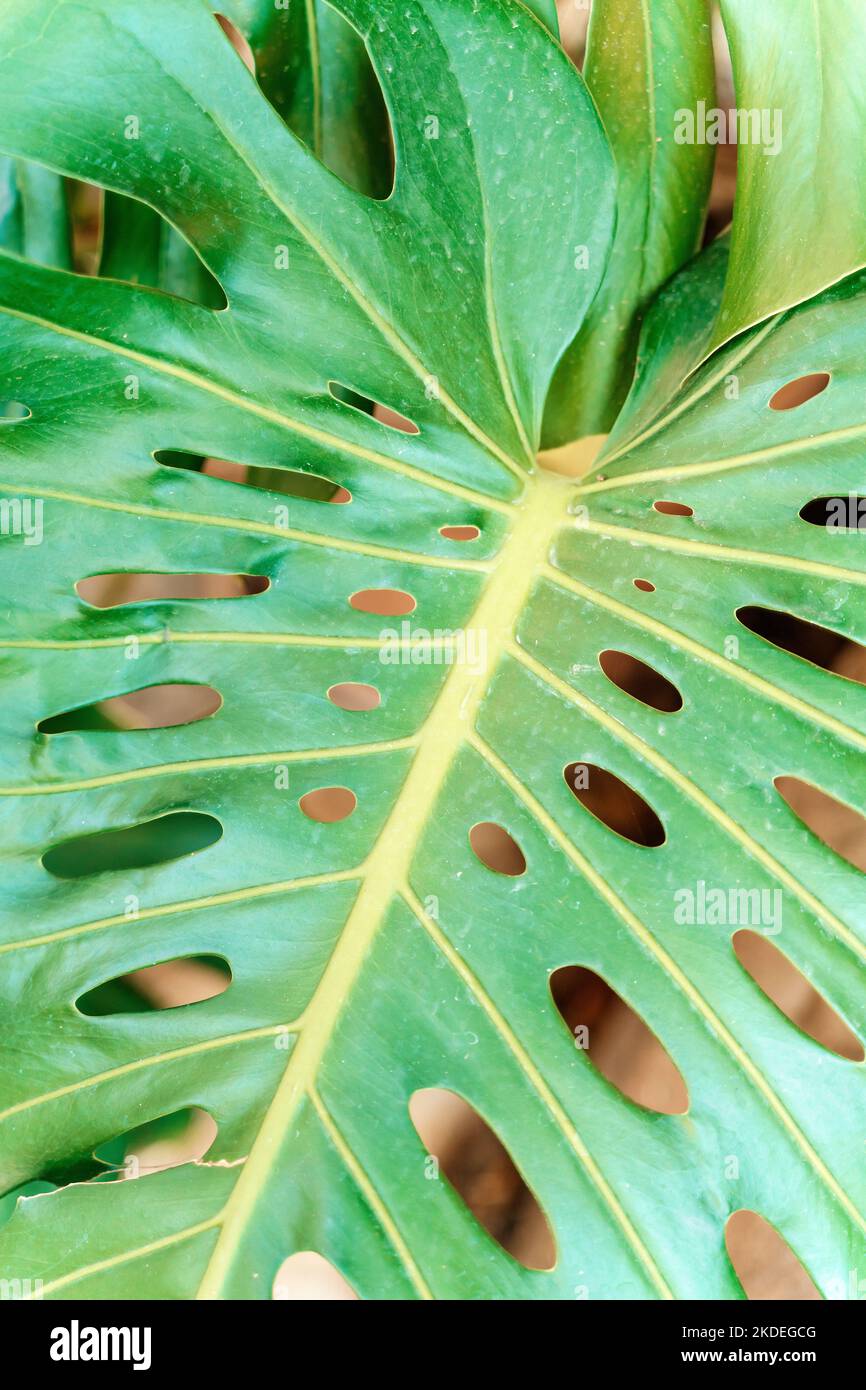 Monstera leaf palm. Pattern of a green leaf of a tropical monstera plant for interior decor. Jungle, botany, vegetation concept. High quality photo Stock Photo