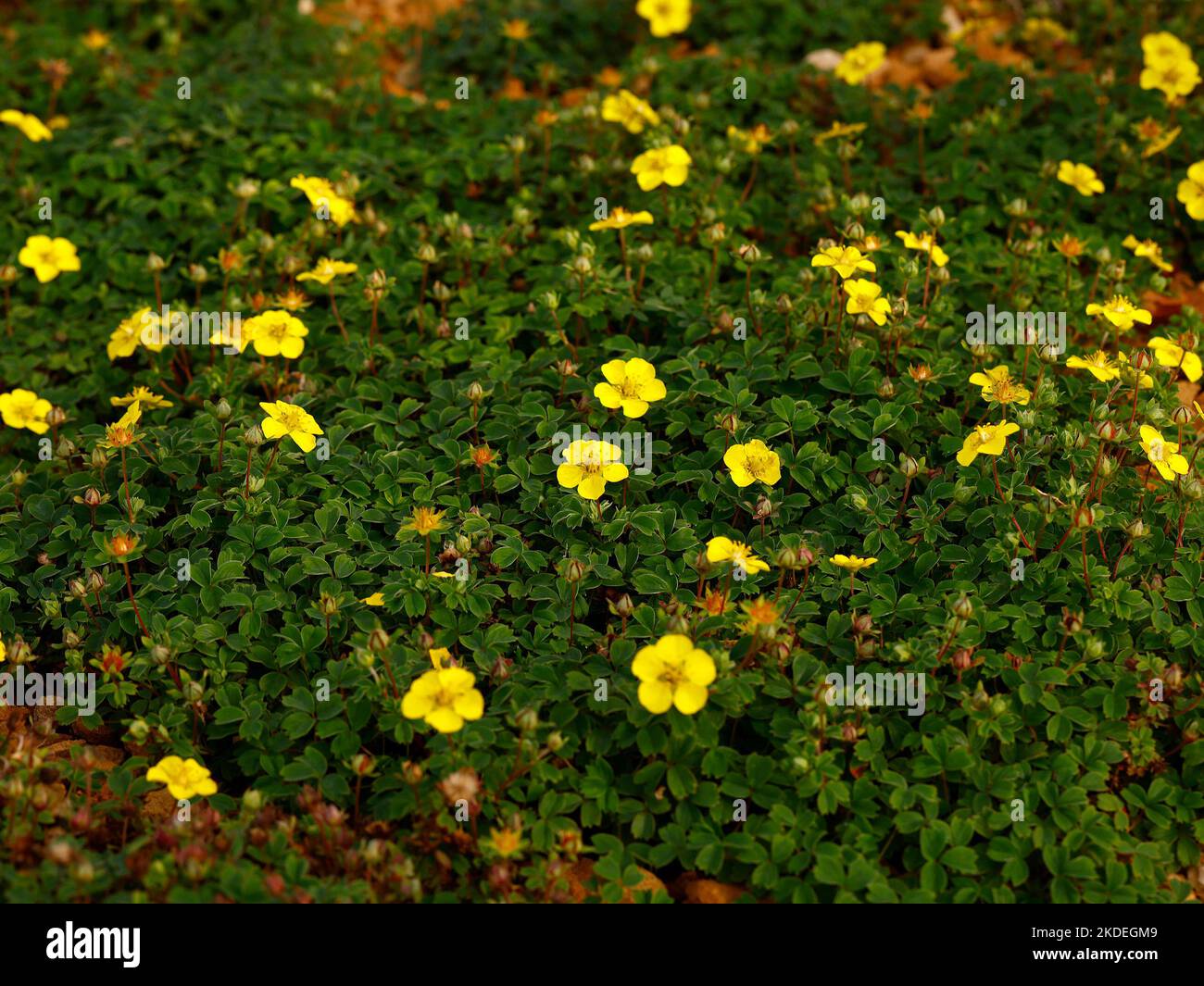 Close up of the yellow flowers and green leaves of the deciduous herbaceous perennial low growing garden plant Potentilla eriocarpa. Stock Photo