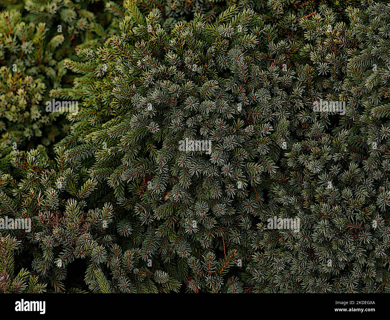 Illustrative close up of the compact and slow growing dwarf conifer Picea mariana Nana. Stock Photo