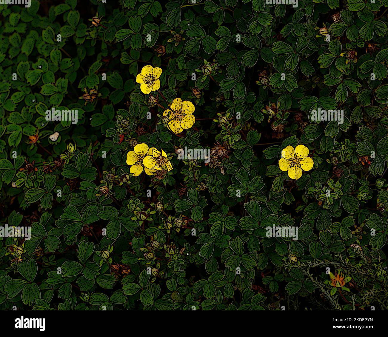 Illustrative close up of the yellow flowers and green leaves of the deciduous herbaceous perennial low growing garden plant Potentilla eriocarpa. Stock Photo