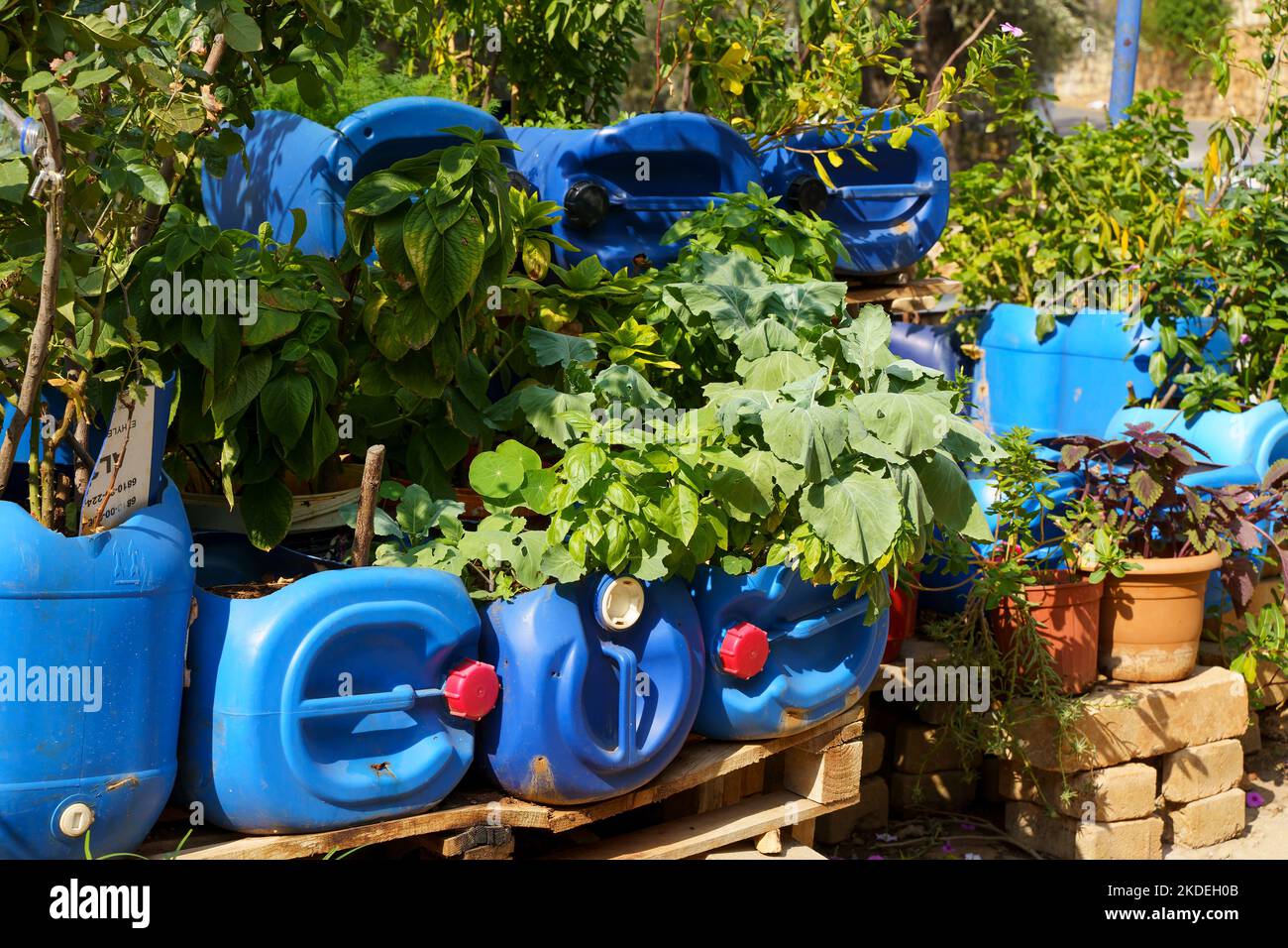 Recycling plastic bottles for growing plants and flowers in the home garden. Reusing plastic for decoration is an idea. Environmental protection, zero waste concept. High quality photo Stock Photo