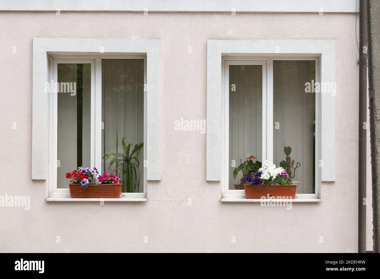 Ornamental flower in pots on the windows of the house. Plastic flower
