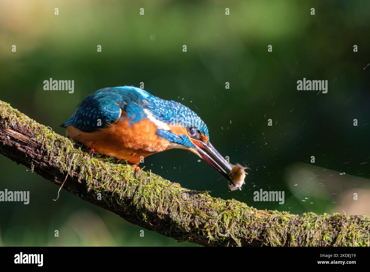 Kingfisher bird (Alcedo atthis) with a fish in its beak, England, UK Stock Photo