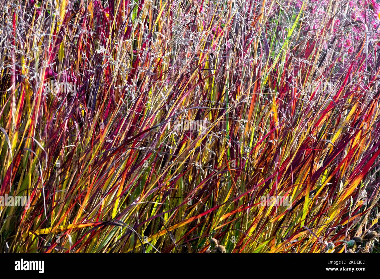 Attractive, Autumn, Grass, Panicum virgatum 'Red Metal', Autumnal, Colour, Cultivar, Panicum virgatum, Switch Grass Stock Photo