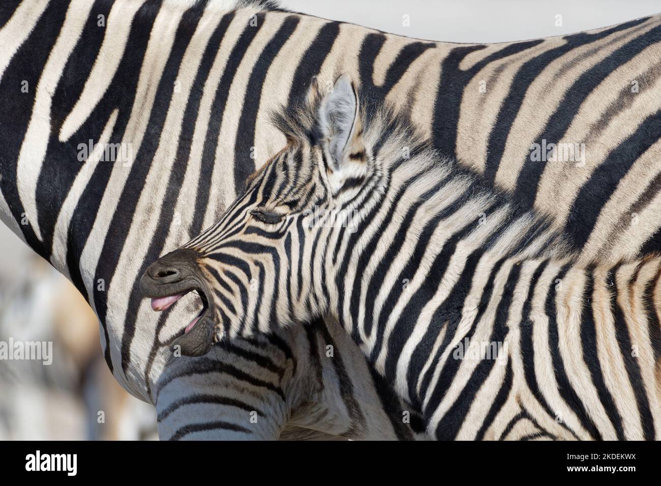 Plains zebra profile view hi-res stock photography and images - Alamy