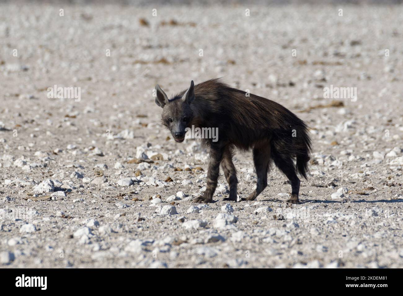 Brown hyena (Parahyaena brunnea), adult, on arid land, alert, Etosha National Park, Namibia, Africa Stock Photo