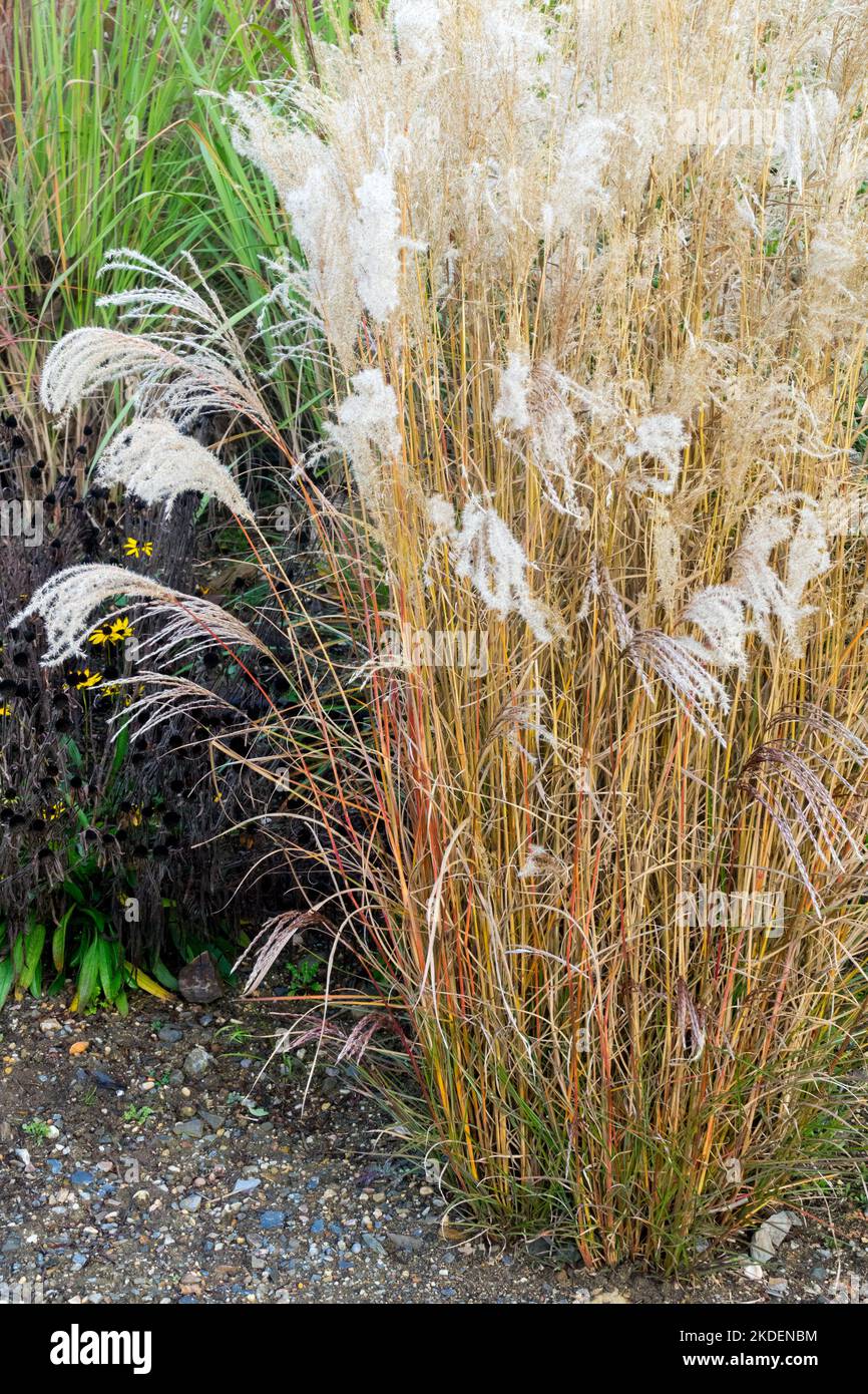 Maiden Grass, Miscanthus sinensis 'Werner Neufliess' in autumn garden edge Stock Photo