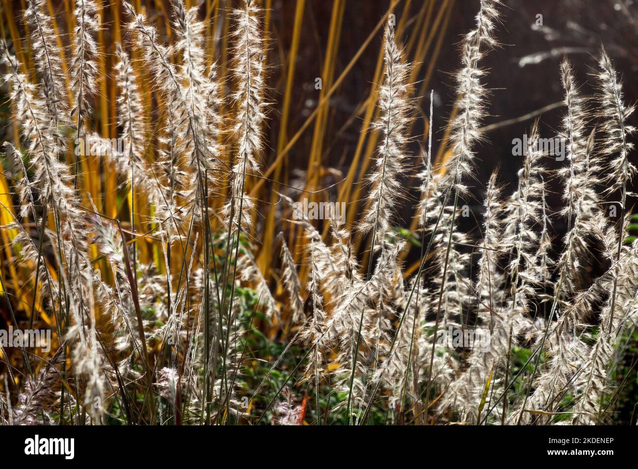 Garden, Fountain Grass, Pennisetum, Seedheads, Pennisetum orientale Smal Tails, Flowerheads, Flowers, Grass Stock Photo
