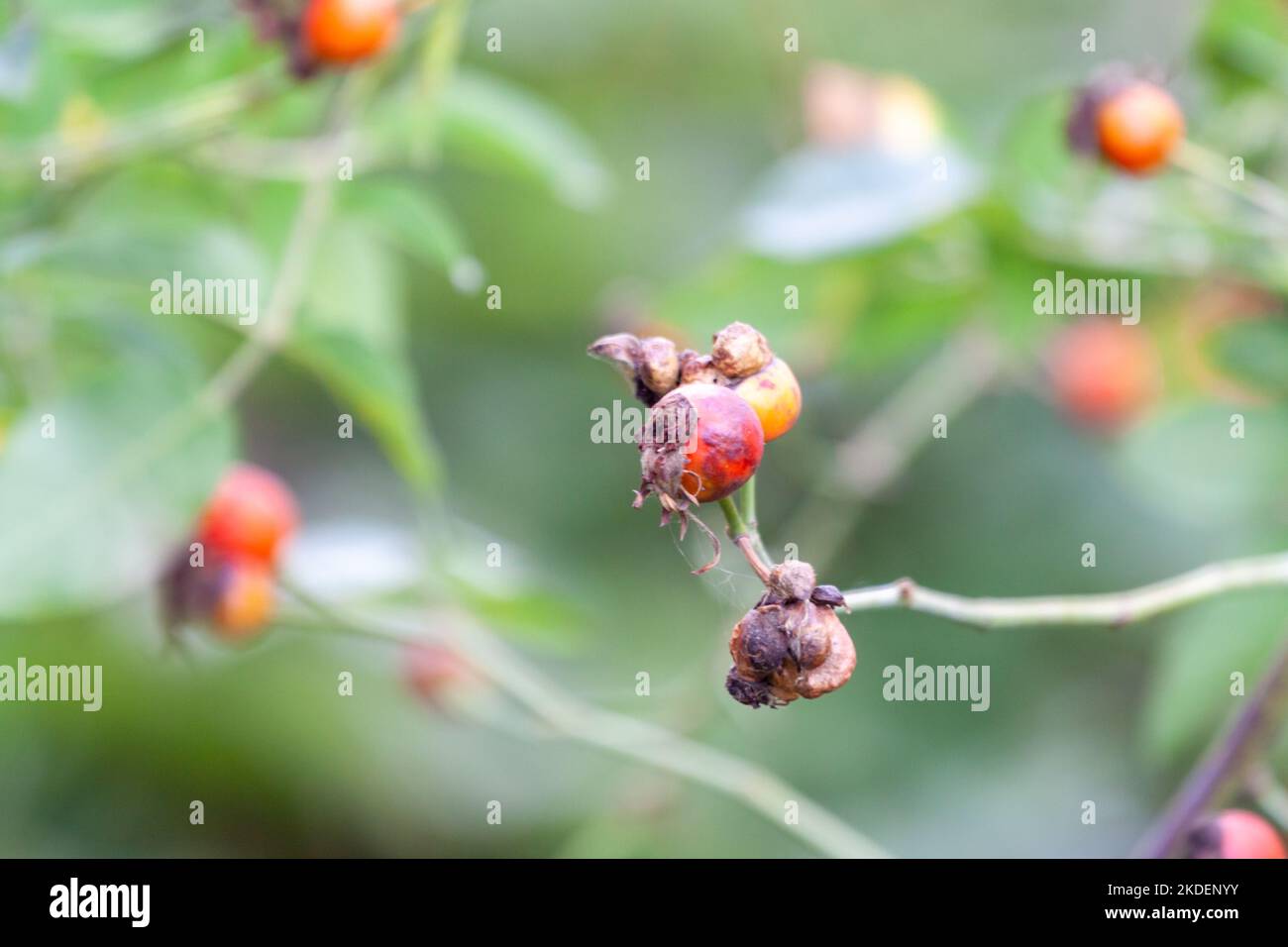 or Rosehip disease what is making the bush drying. Plant disease of