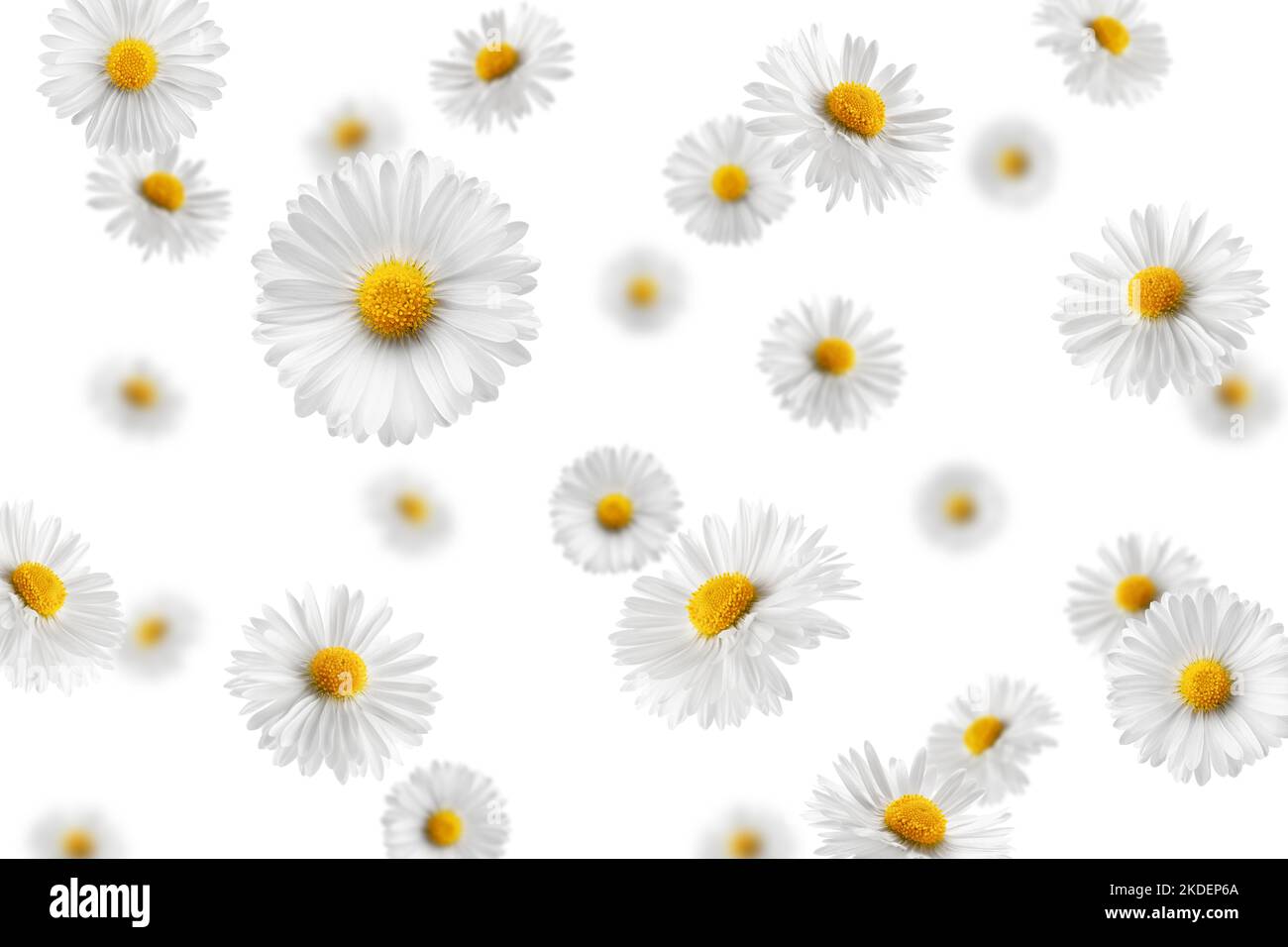 Falling chamomile isolated on white background, selective focus Stock Photo