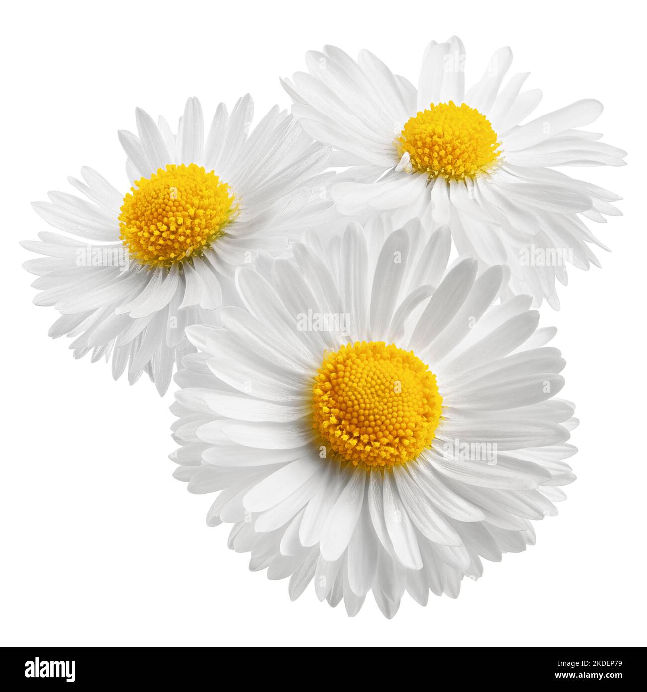 chamomile isolated on white background, clipping path, full depth of field Stock Photo