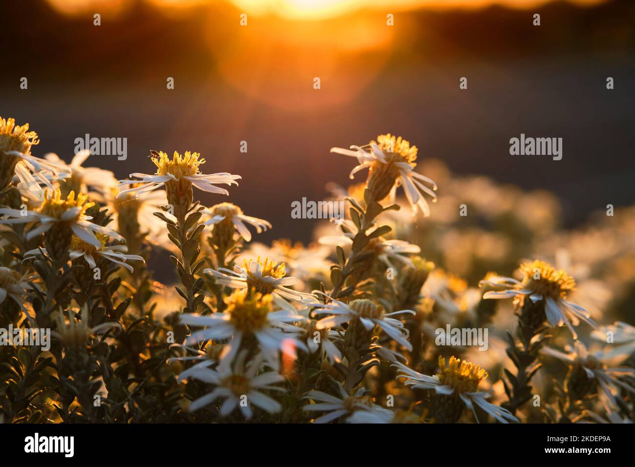 Olearia pimeleoides bush photographed in northwestern Victoria, late evening light, backlit with sun flare. Stock Photo