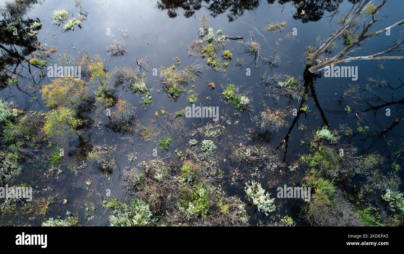 Low altitude aerial of dark coloured flood waters surrounding tree and vegetation in natural floodplain near Mildura, Australia Stock Photo