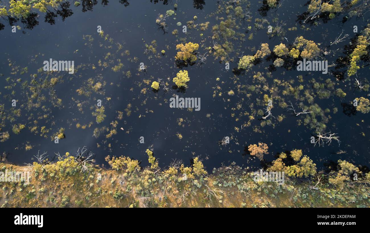 Low altitude aerial of dark coloured flood waters surrounding tree and vegetation in natural floodplain near Mildura. Stock Photo